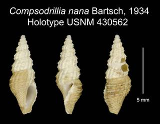 To NMNH Extant Collection (Compsodrillia nana Bartsch, 1934 Holotype USNM 430562)