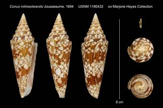 To NMNH Extant Collection (Conus milneedwardsi Jousseaume, 1894 USNM 1190432 ex Marjorie Hayes Collection)
