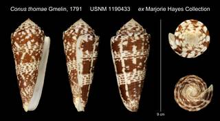 To NMNH Extant Collection (Conus thomae Gmelin, 1791 USNM 1190433 ex Marjorie Hayes Collection)
