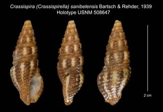 To NMNH Extant Collection (Crassispira (Crassispirella) sanibelensis Bartsch & Rehder, 1939 Holotype USNM 508647)