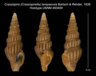To NMNH Extant Collection (Crassispira (Crassispirella) tampaensis Bartsch & Rehder, 1939 Holotype USNM 493409)