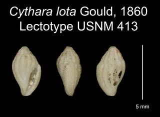 To NMNH Extant Collection (Cythara lota Gould, 1860 Lectotype USNM 413)