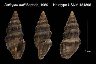 To NMNH Extant Collection (Dallspira dalli Bartsch, 1950 Holotype USNM 484896)