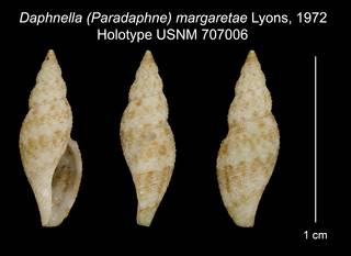 To NMNH Extant Collection (Daphnella (Paradaphne) margaretae Lyons, 1972 Holotype USNM 707006)