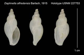 To NMNH Extant Collection (Daphnella alfredensis Bartsch, 1915 Holotype USNM 227753)