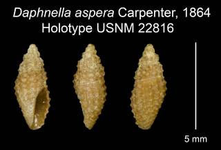 To NMNH Extant Collection (Daphnella aspera Carpenter, 1864 Holotype USNM 22816)
