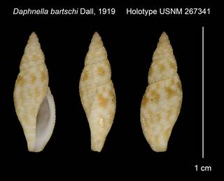 To NMNH Extant Collection (Daphnella bartschi Dall, 1919 Holotype USNM 267341)