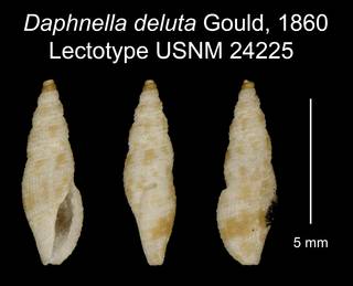 To NMNH Extant Collection (Daphnella deluta Gould, 1860 Lectotype USNM 24225)