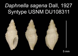 To NMNH Extant Collection (Daphnella sagena Dall, 1927 Syntype USNM DU108311)
