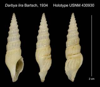 To NMNH Extant Collection (Darbya lira Bartsch, 1934 Holotype USNM 430930)