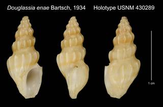 To NMNH Extant Collection (Douglassia enae Bartsch, 1934 Holotype USNM 430289)