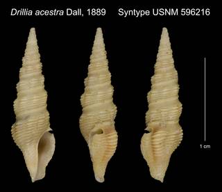 To NMNH Extant Collection (Drillia acestra Dall, 1889 Syntype USNM 596216)