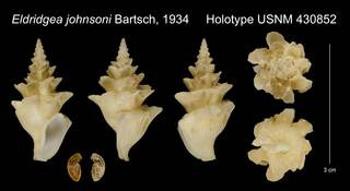 To NMNH Extant Collection (Eldridgea johnsoni Bartsch, 1934 Holotype USNM 430852)