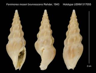 To NMNH Extant Collection (Fenimorea moseri brunnescens Rehder, 1943 Holotype USNM 517055)
