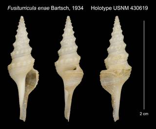 To NMNH Extant Collection (Fusiturricula enae Bartsch, 1934 Holotype USNM 430619)