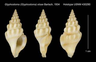 To NMNH Extant Collection (Glyphostoma (Glyphostoma) elsae Bartsch, 1934 Holotype USNM 430290)