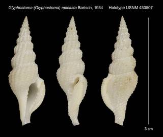 To NMNH Extant Collection (Glyphostoma (Glyphostoma) epicasta Bartsch, 1934 Holotype USNM 430507)