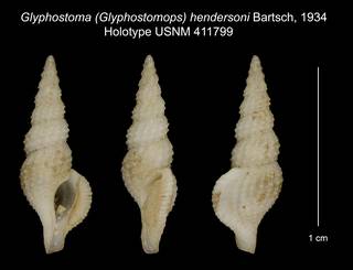 To NMNH Extant Collection (Glyphostoma (Glyphostomops) hendersoni Bartsch, 1934 Holotype USNM 411799)