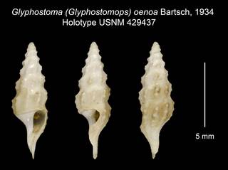To NMNH Extant Collection (Glyphostoma (Glyphostomops) oenoa Bartsch, 1934 Holotype USNM 429437)