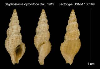 To NMNH Extant Collection (Glyphostoma cymodoce Dall, 1919 Lectotype USNM 150569)