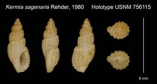 To NMNH Extant Collection (Kermia sagenaria Rehder, 1980 Holotype USNM 756115)