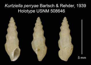 To NMNH Extant Collection (Kurtziella perryae Bartsch & Rehder, 1939 Holotype USNM 508646)