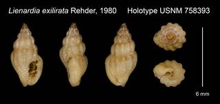 To NMNH Extant Collection (Lienardia exilirata Rehder, 1980 Holotype USNM 758393)