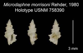 To NMNH Extant Collection (Microdaphne morrisoni Rehder, 1980 Holotype USNM 758390)