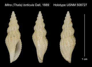 To NMNH Extant Collection (Mitra (Thala) torticula Dall, 1889 Holotype USNM 508727)