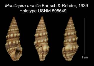 To NMNH Extant Collection (Monilispira monilis Bartsch & Rehder, 1939 Holotype USNM 508649)