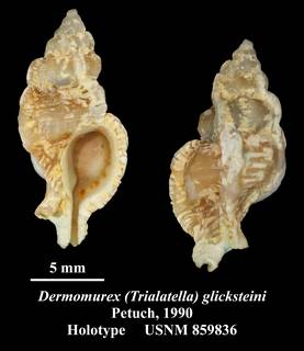 To NMNH Extant Collection (Dermomurex (Trilatella) glicksteini Petuch, 1987 Holotype USNM 859836)
