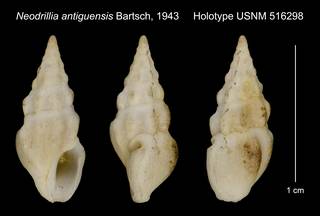 To NMNH Extant Collection (Neodrillia antiguensis Bartsch, 1943 Holotype USNM 516298)