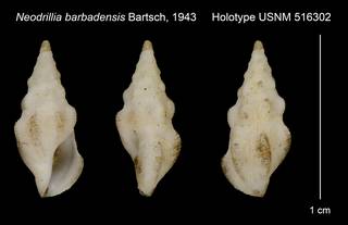 To NMNH Extant Collection (Neodrillia barbadensis Bartsch, 1943 Holotype USNM 516302)
