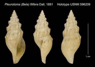To NMNH Extant Collection (Pleurotoma (Bela) filifera Dall, 1881 Holotype USNM 596209)