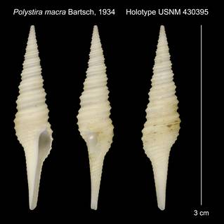 To NMNH Extant Collection (Polystira macra Bartsch, 1934 Holotype USNM 430395)