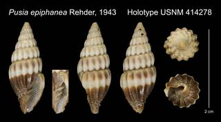 To NMNH Extant Collection (Pusia epiphanea Rehder, 1943 Holotype USNM 414278)
