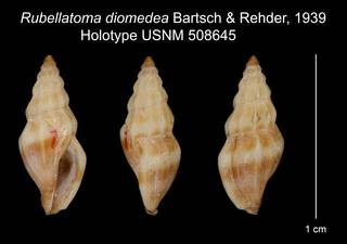 To NMNH Extant Collection (Rubellatoma diomedea Bartsch & Rehder, 1939 Holotype USNM 508645)