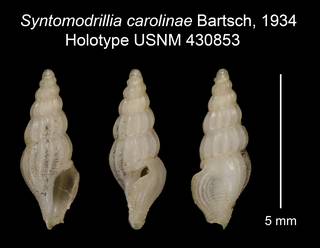 To NMNH Extant Collection (Syntomodrillia carolinae Bartsch, 1934 Holotype USNM 430853)