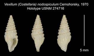 To NMNH Extant Collection (Vexillum (Costellaria) nodospiculum Cernohorsky, 1970 Holotype USNM 274716)