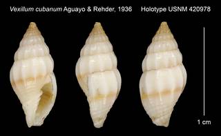 To NMNH Extant Collection (Vexillum cubanum Aguayo & Rehder, 1936 Holotype USNM 420978)