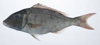 To NMNH Extant Collection (Lethrinus rubrioperculatus USNM 405898 photograph lateral view)