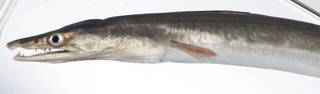 To NMNH Extant Collection (Muraenesox bagio USNM 405904 photograph head lateral view)