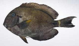 To NMNH Extant Collection (Acanthurus maculiceps USNM 407354 photograph lateral view)