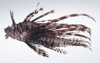 To NMNH Extant Collection (Pterois volitans USNM 407411 photograph lateral view)