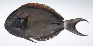 To NMNH Extant Collection (Acanthurus nigricauda USNM 407798 photograph lateral view)