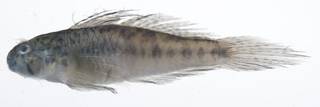 To NMNH Extant Collection (Stenogobius USNM 407884 photograph lateral view)
