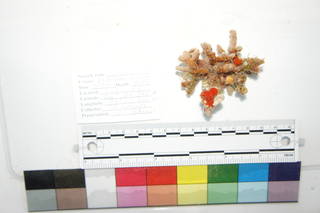 To NMNH Extant Collection (USNM 1194747 09-19-2012-AM Scl 3)