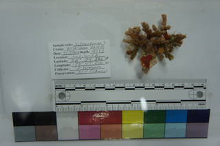 To NMNH Extant Collection (USNM 1194747 09-19-2012-AM Scl 3 #2)