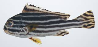 To NMNH Extant Collection (Plectorhinchus lineatus USNM 408816 photograph lateral view)