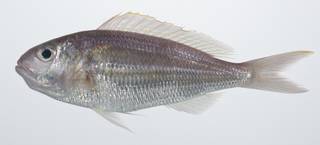 To NMNH Extant Collection (Nemipterus hexodon USNM 408844 photograph lateral view)